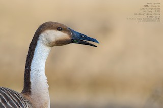 Swan Goose, ML56526951