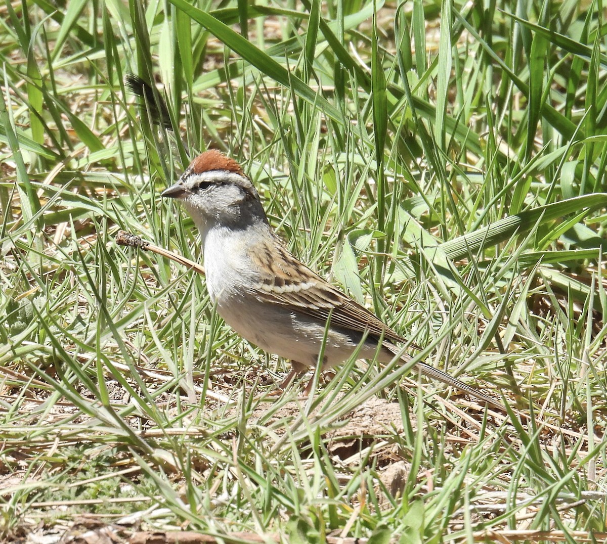 Chipping Sparrow - ML565276481