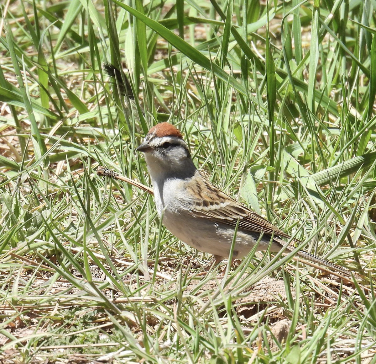 Chipping Sparrow - ML565276541
