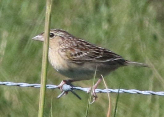 Grasshopper Sparrow - ML565282101