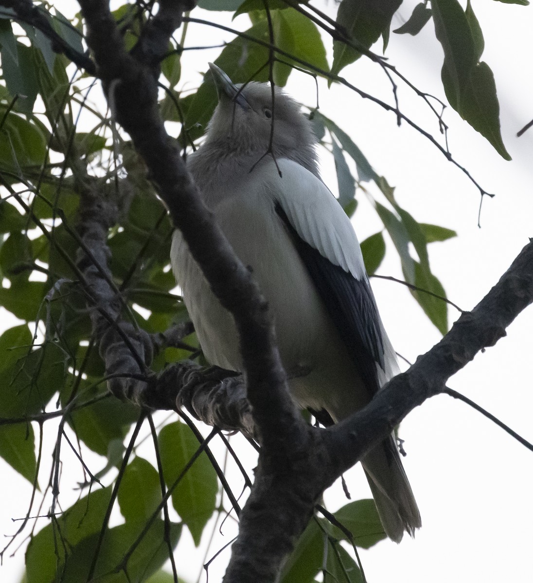 White-shouldered Starling - ML565283681