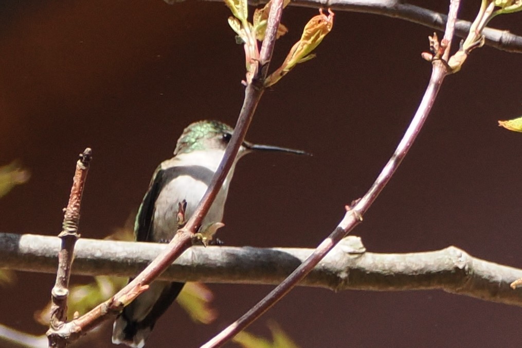 Ruby-throated Hummingbird - ML565284671