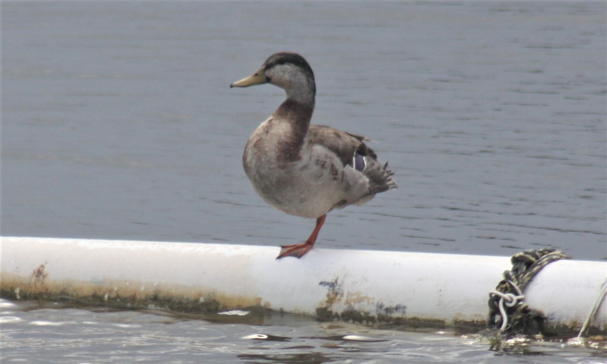 Mallard x Mottled Duck (hybrid) - ML56528871