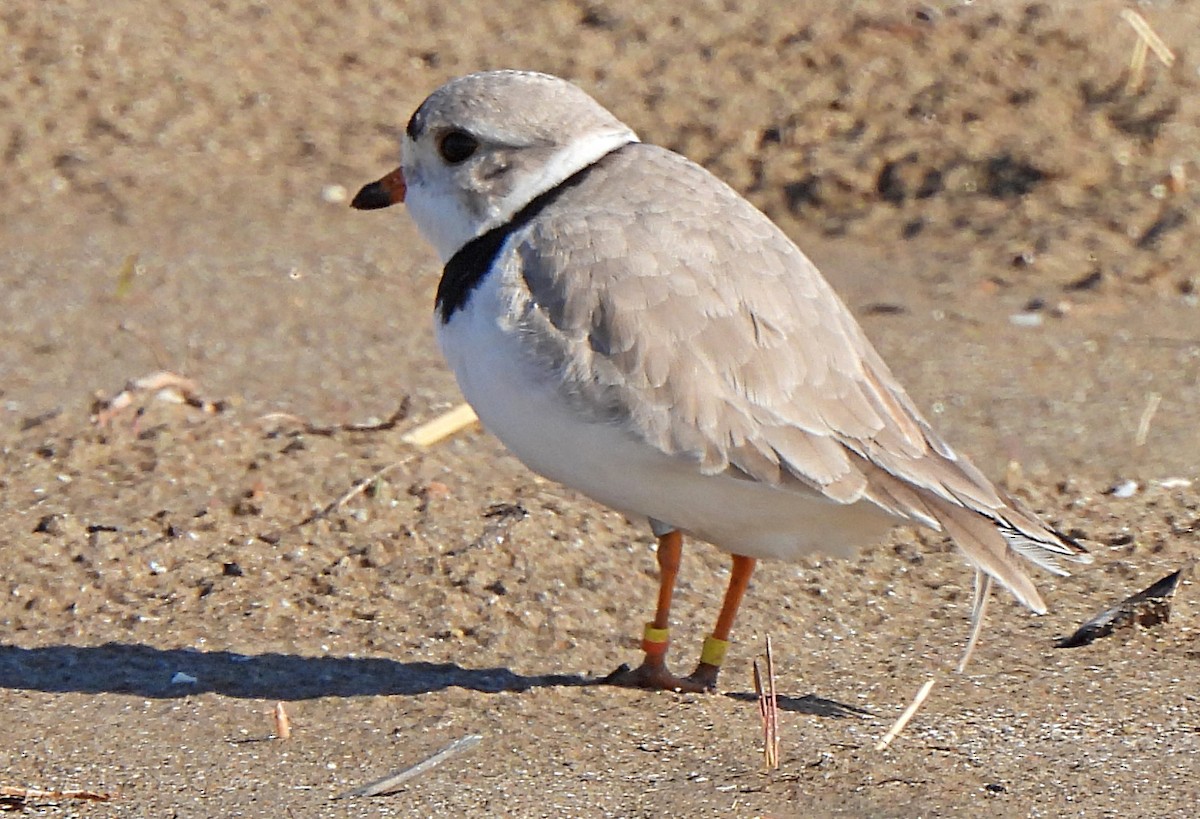 Piping Plover - ML565294191