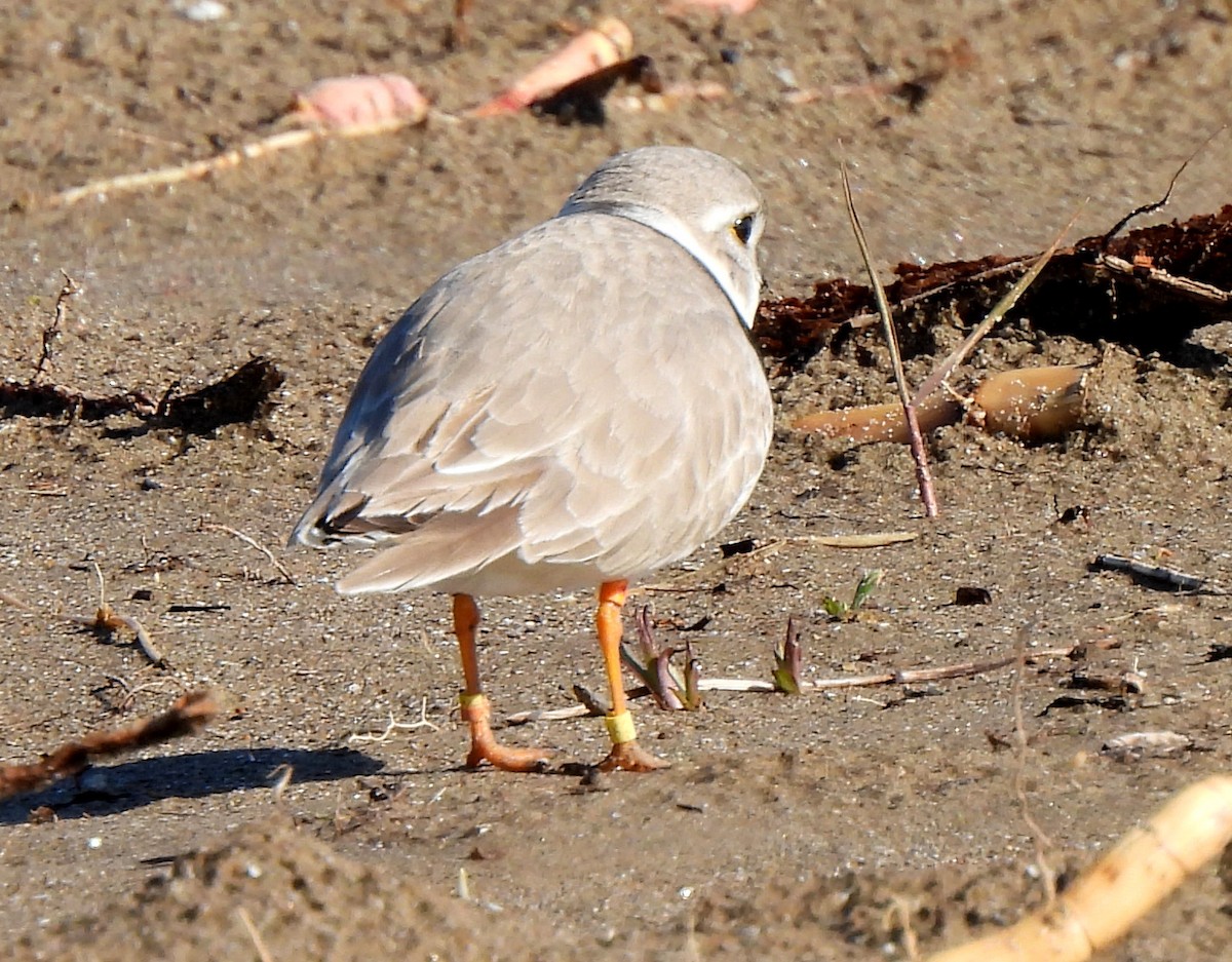 Piping Plover - ML565294311