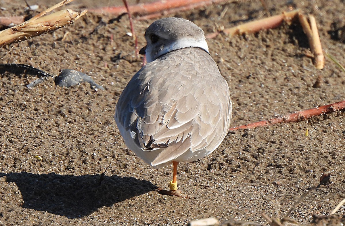 Piping Plover - ML565294321