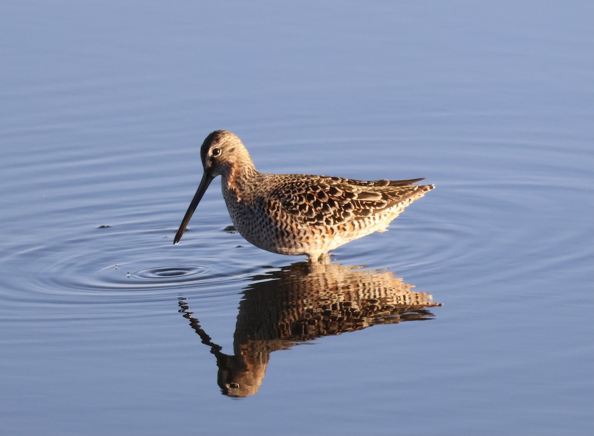Long-billed Dowitcher - ML565296851