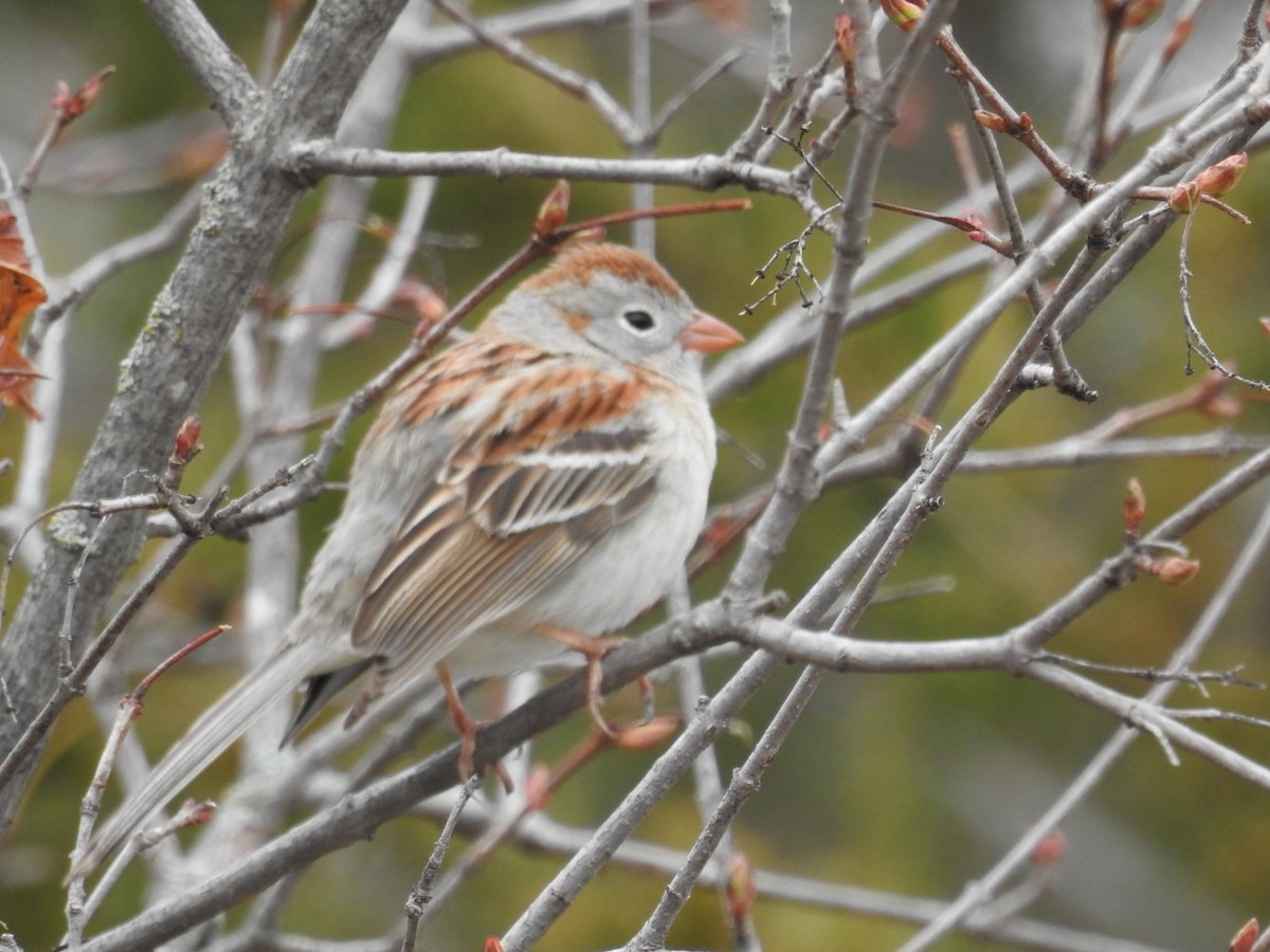 Field Sparrow - ML565297911