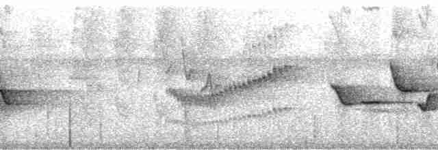 Troglodyte des halliers - ML56530
