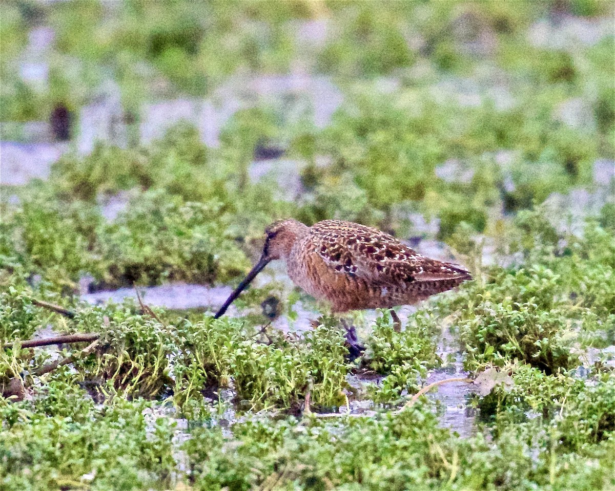 Long-billed Dowitcher - ML565304251