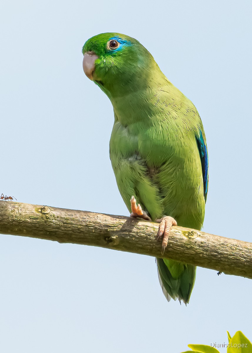 Spectacled Parrotlet - ML565305681
