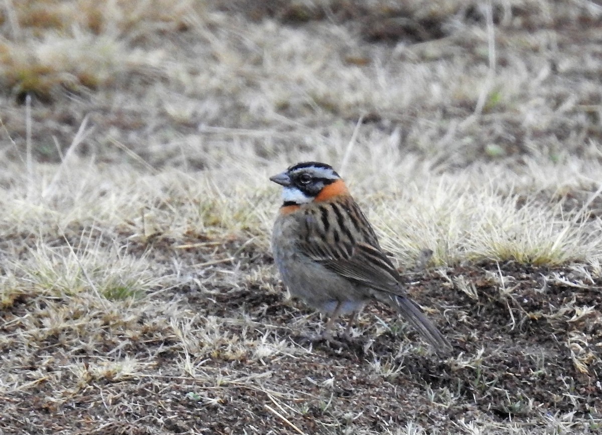Rufous-collared Sparrow - ML565308431