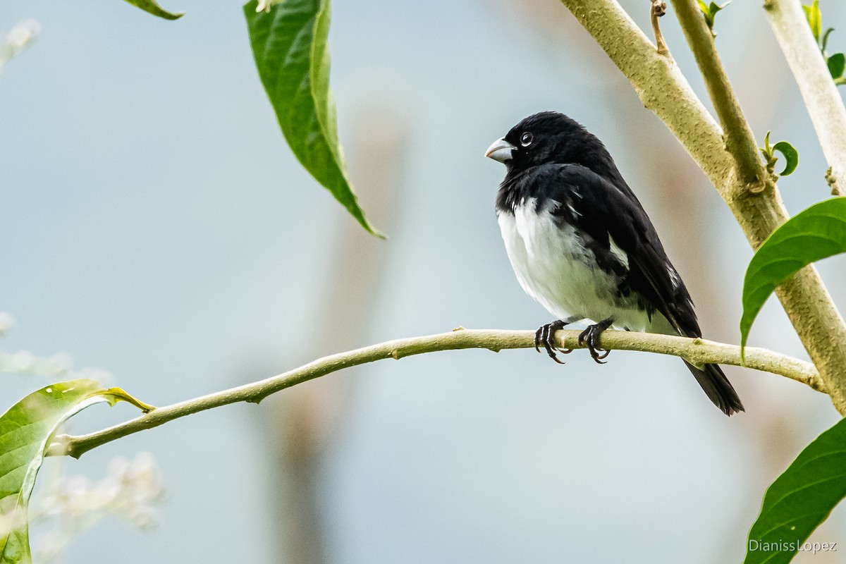 Black-and-white Seedeater - ML565309381