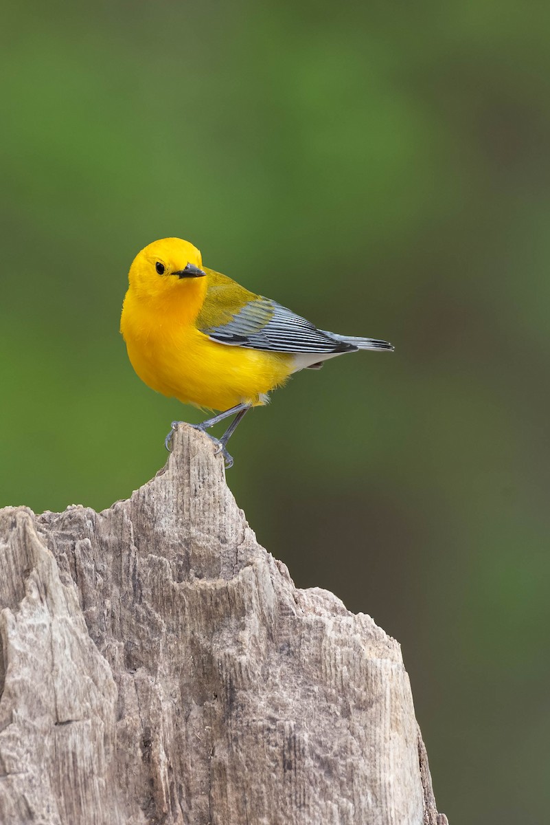Prothonotary Warbler - ML565310721