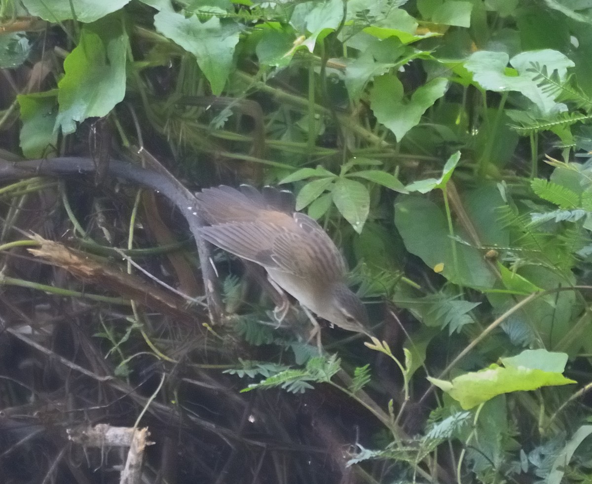 Pallas's Grasshopper Warbler - ML565311911