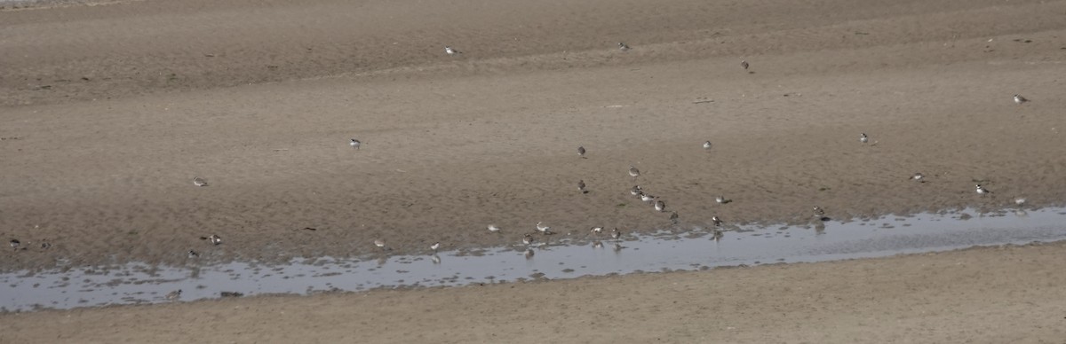 Semipalmated Plover - ML565312221
