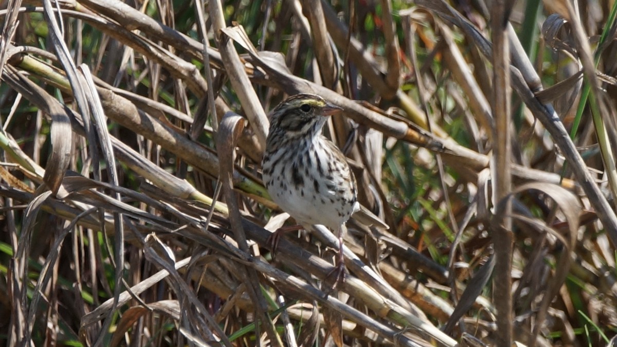 Savannah Sparrow - ML565314881