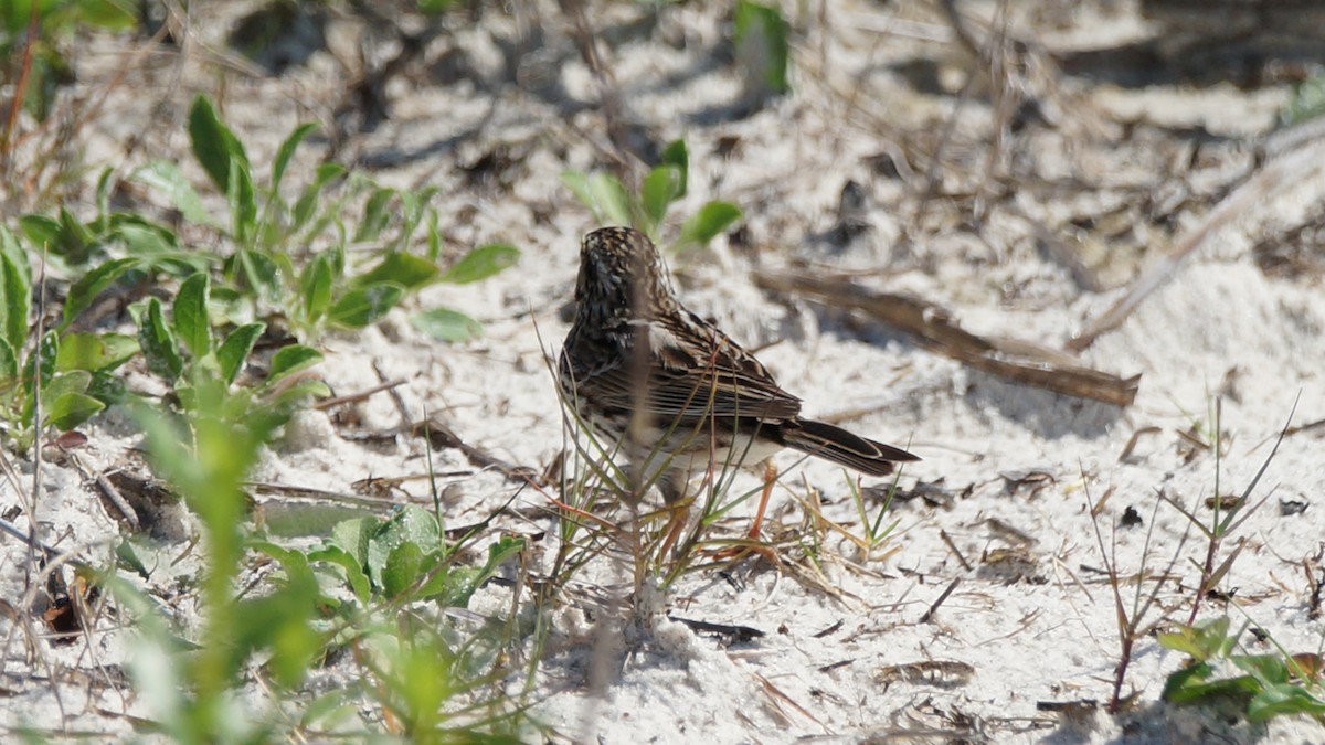 Savannah Sparrow - ML565314901