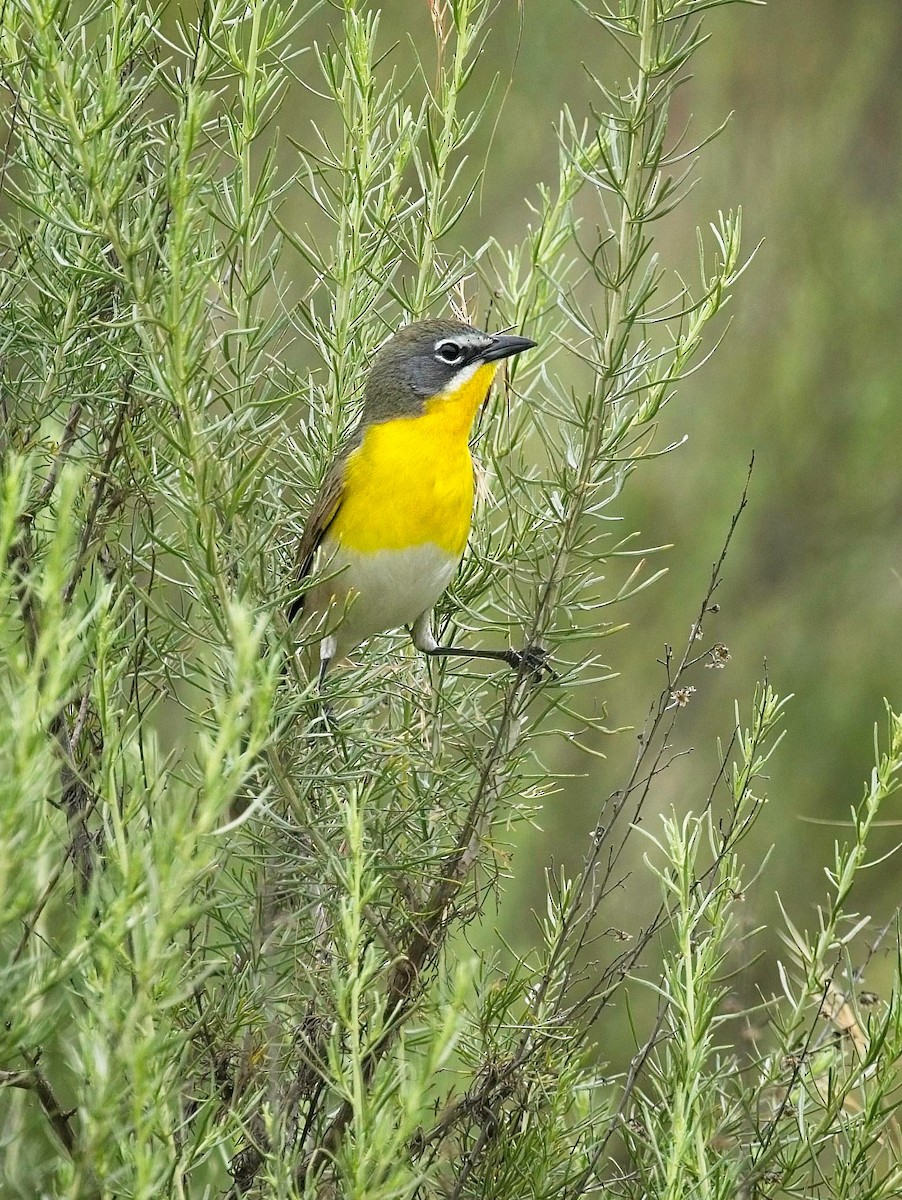 Yellow-breasted Chat - ML565318971