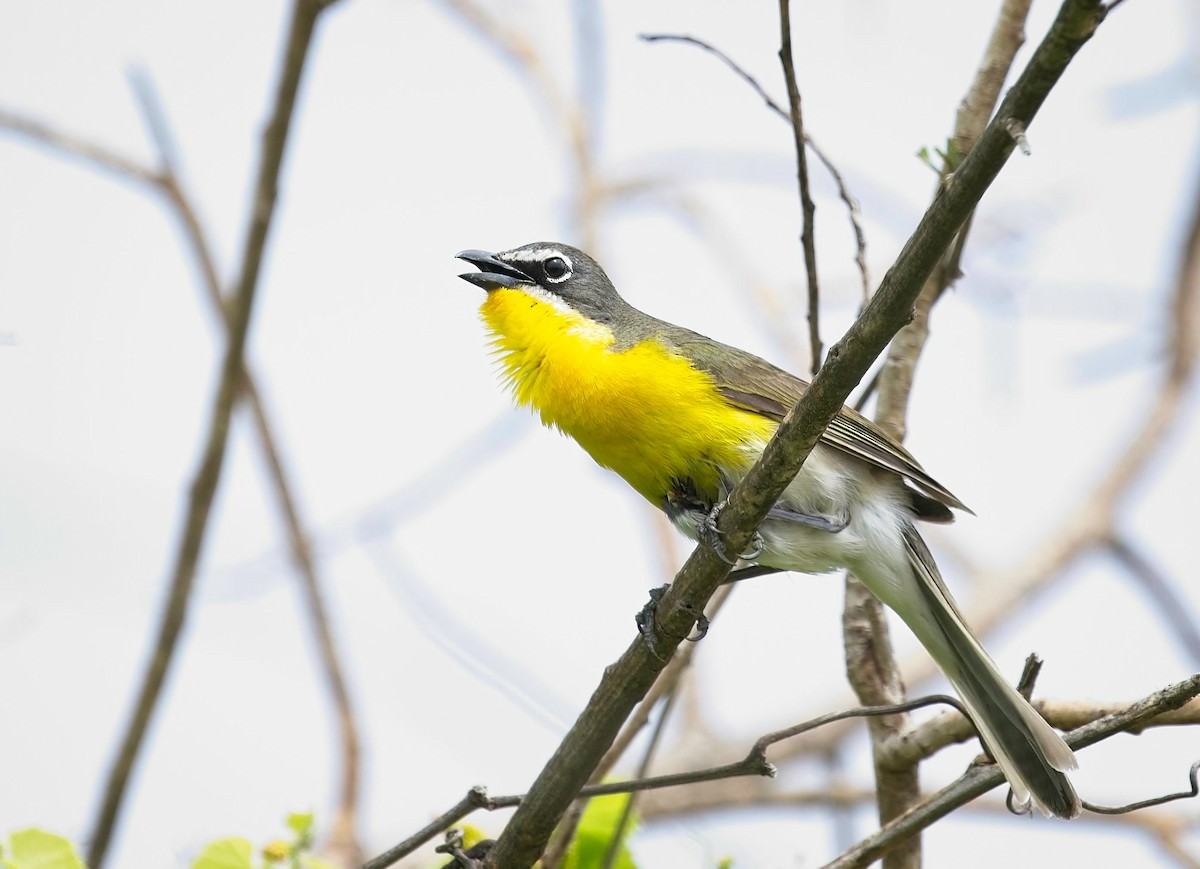Yellow-breasted Chat - ML565319001