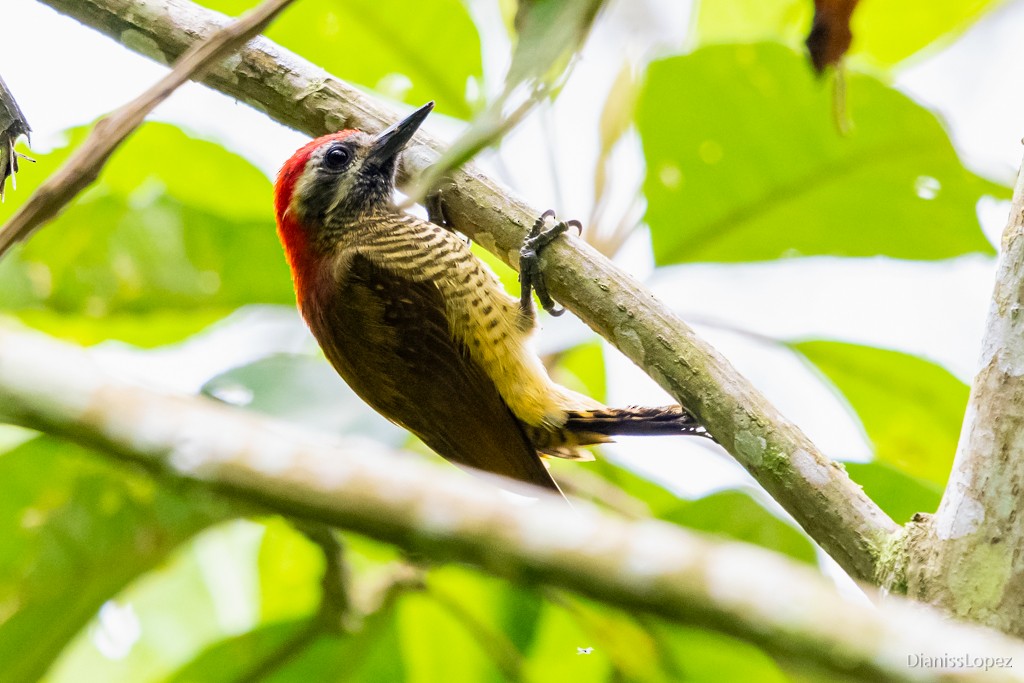 Yellow-vented Woodpecker - ML565322751