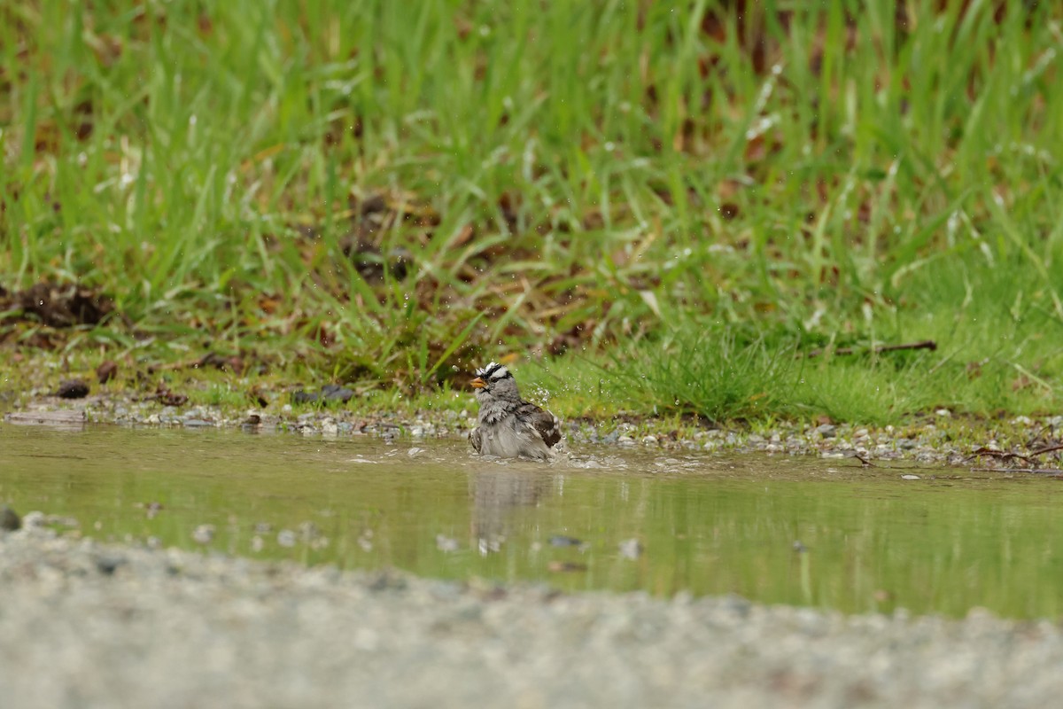 White-crowned Sparrow - ML565325761