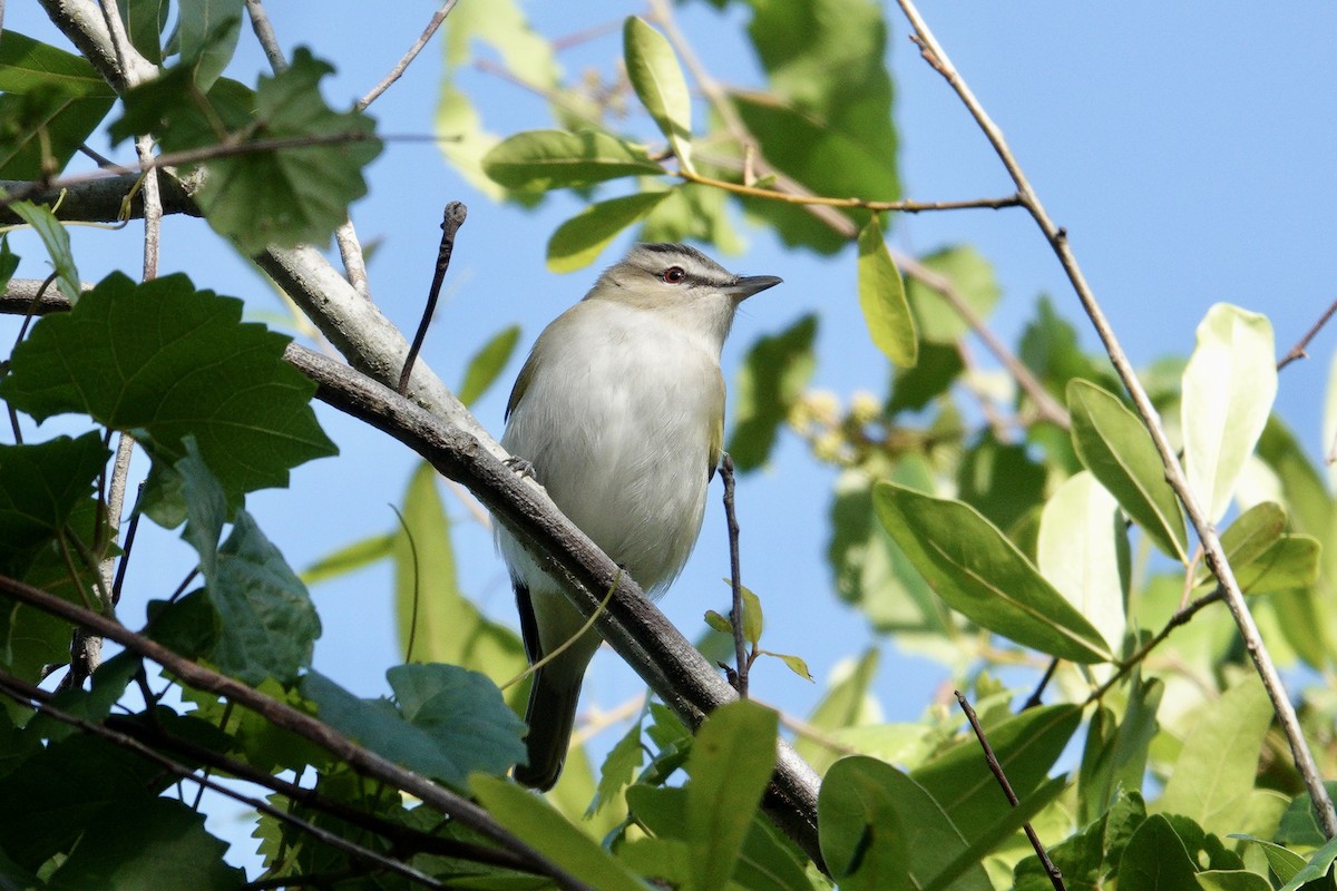 Kızıl Gözlü Vireo - ML565326031