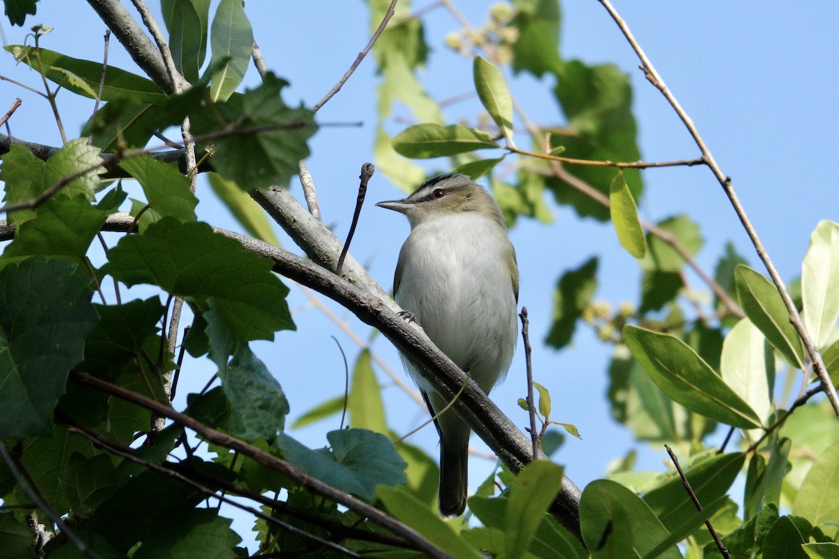 rødøyevireo - ML565326041