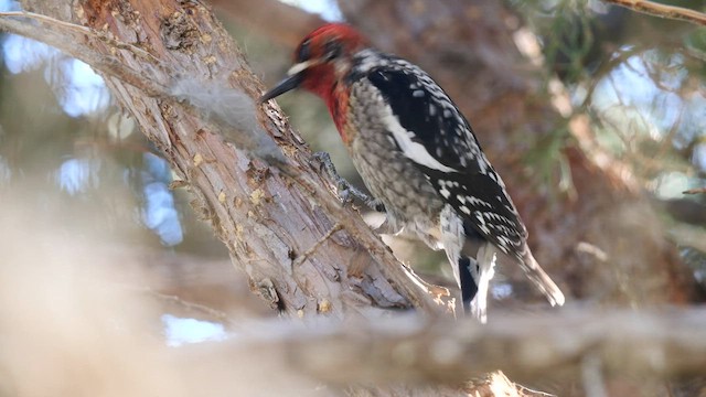 Red-naped x Red-breasted Sapsucker (hybrid) - ML565328791