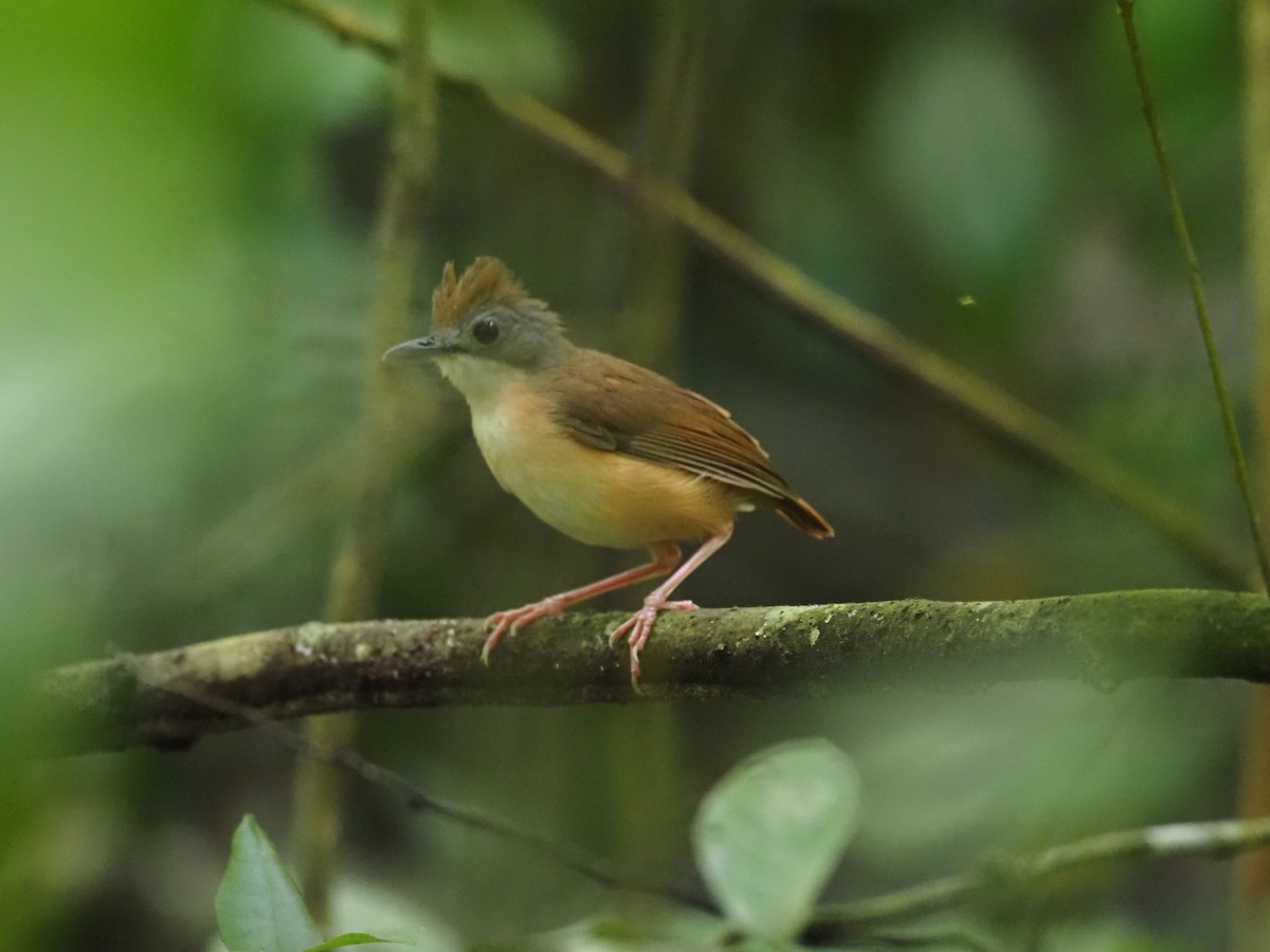 Short-tailed Babbler - Yingyod  Lapwong