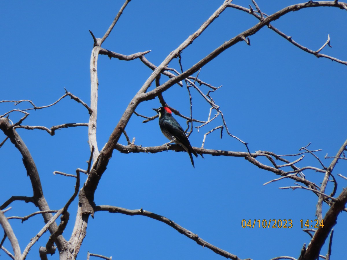 Acorn Woodpecker - ML565331891
