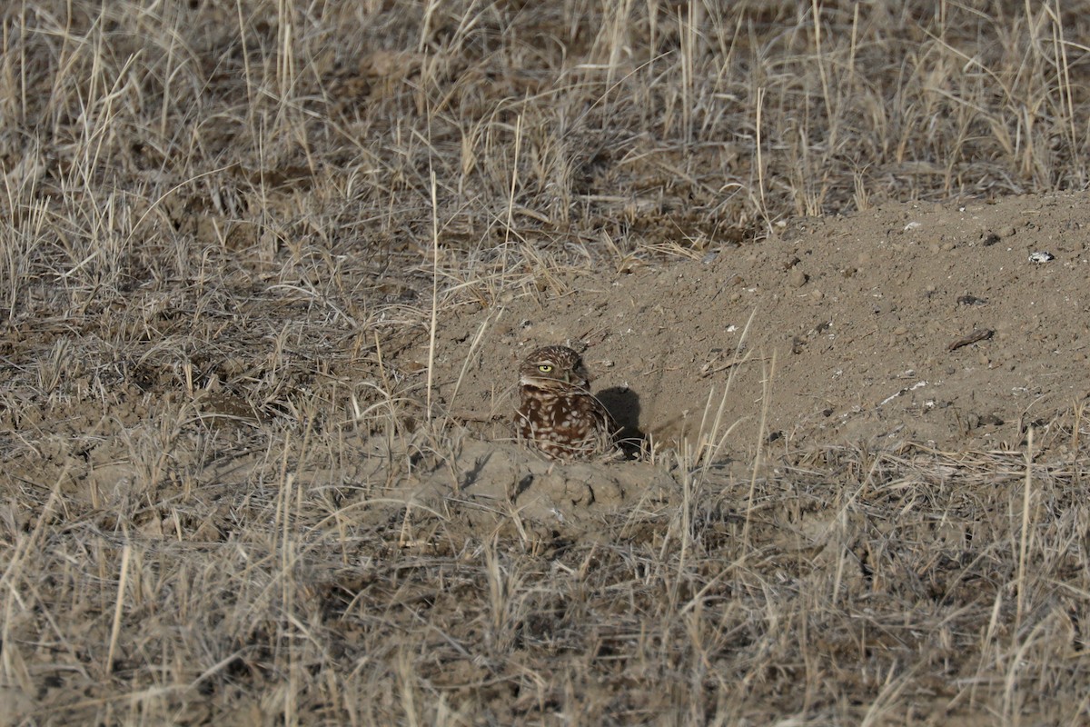 Burrowing Owl (Western) - ML565335691