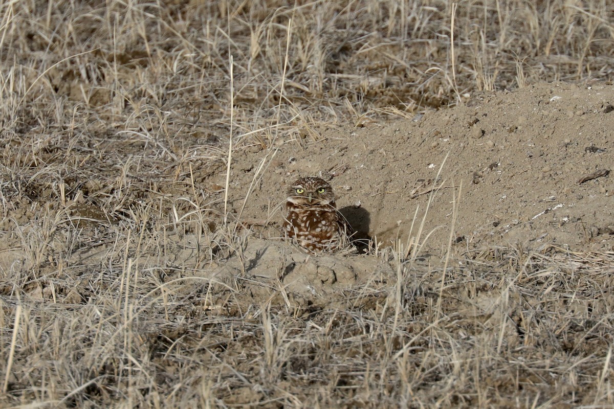 Burrowing Owl (Western) - ML565335711