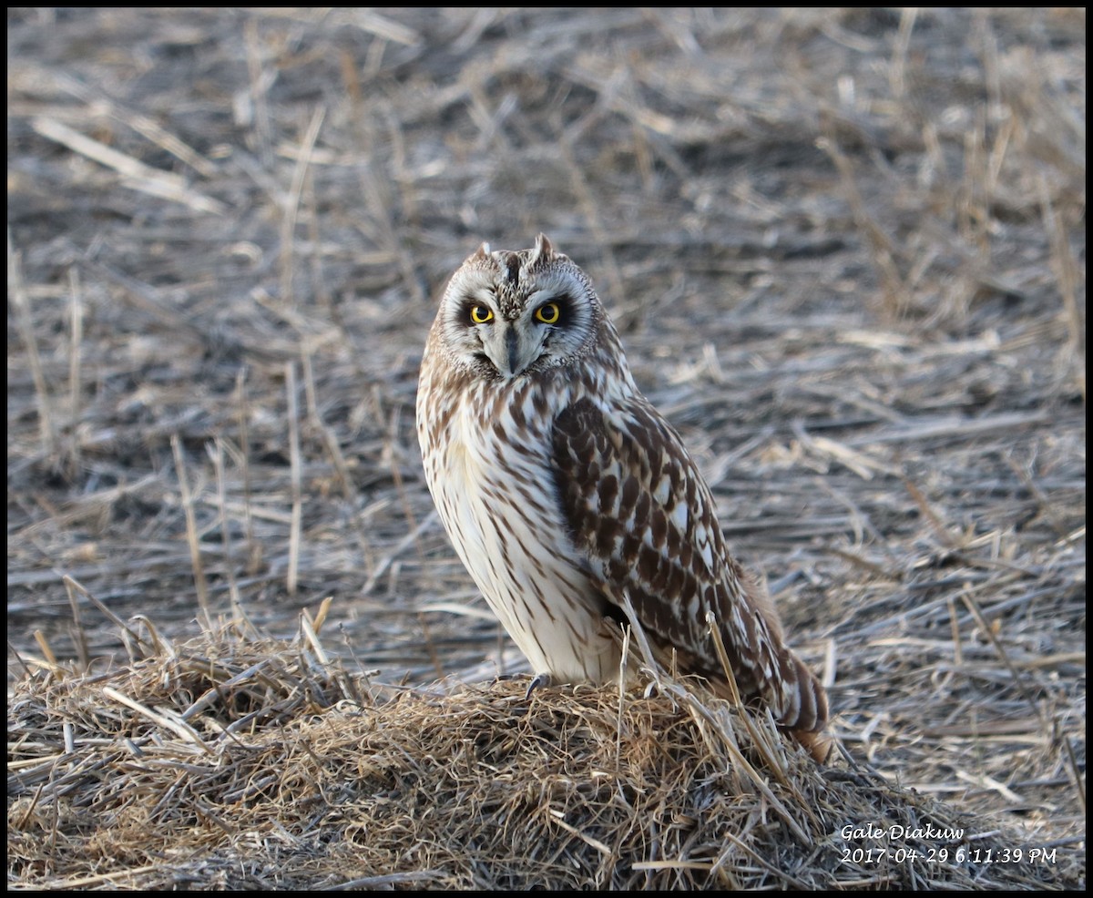 Short-eared Owl - ML56534021