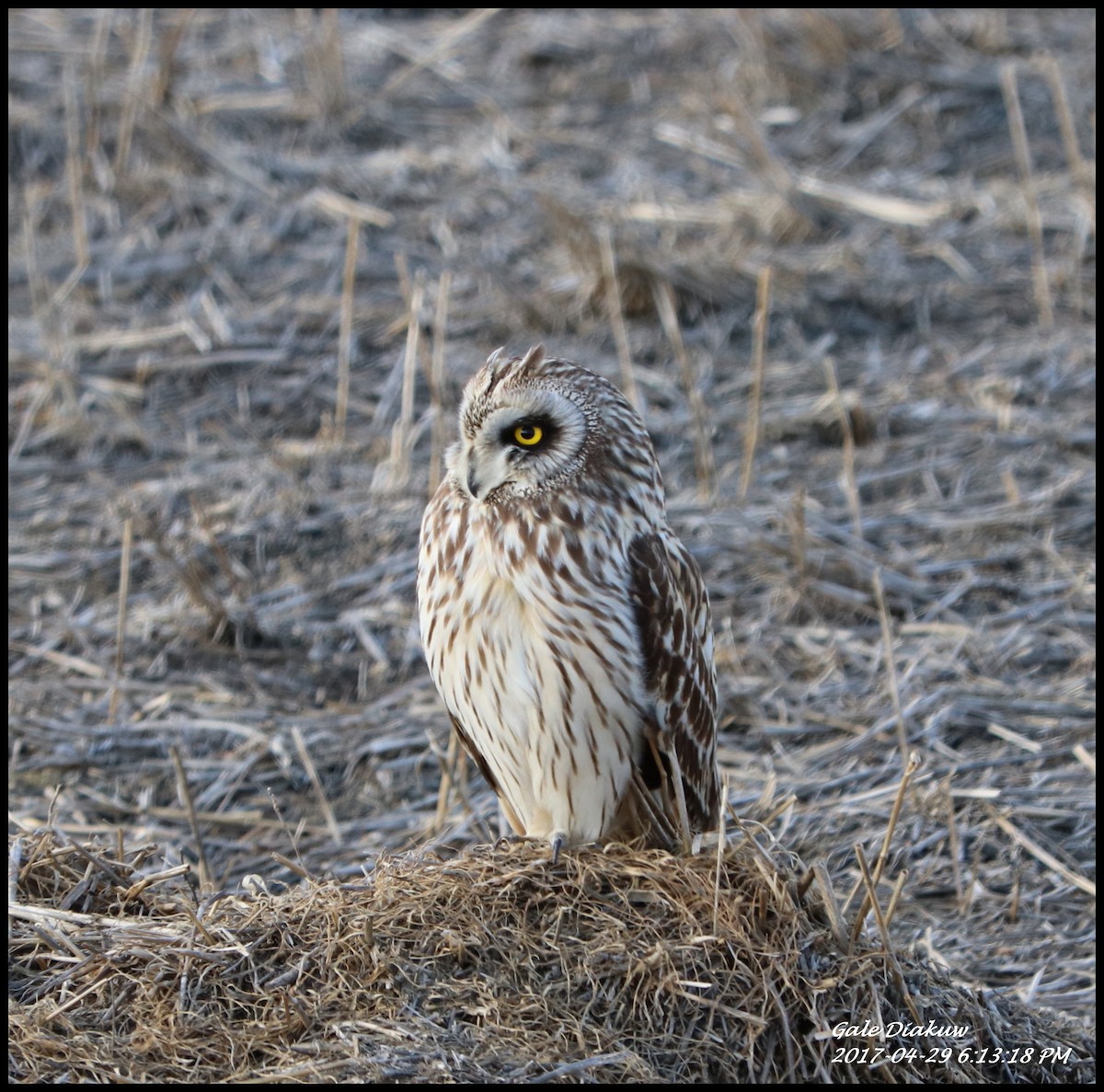 Short-eared Owl - ML56534031