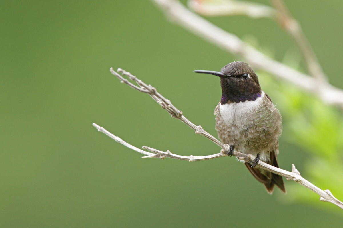 Ruby-throated Hummingbird - ML56534351