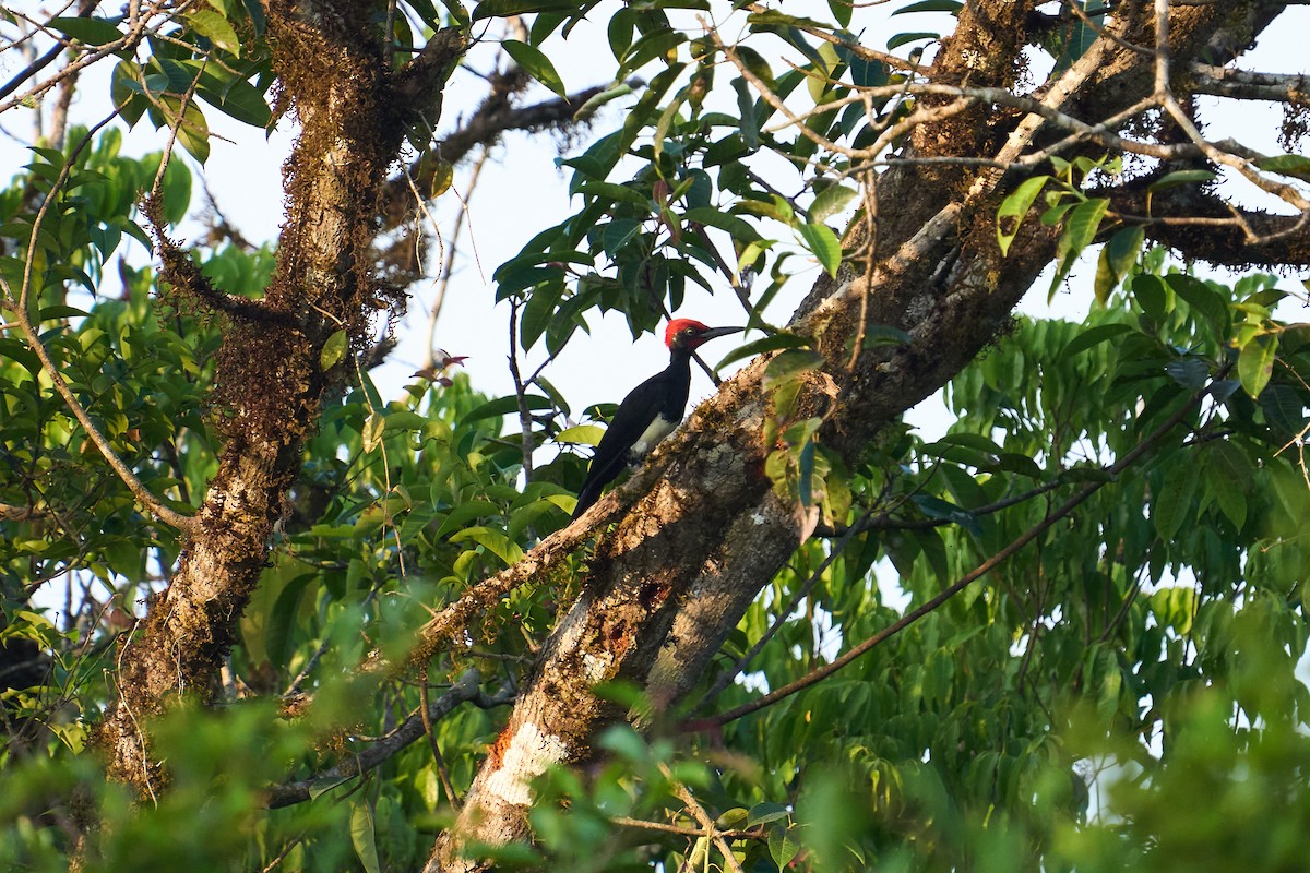 White-bellied Woodpecker - ML565346161