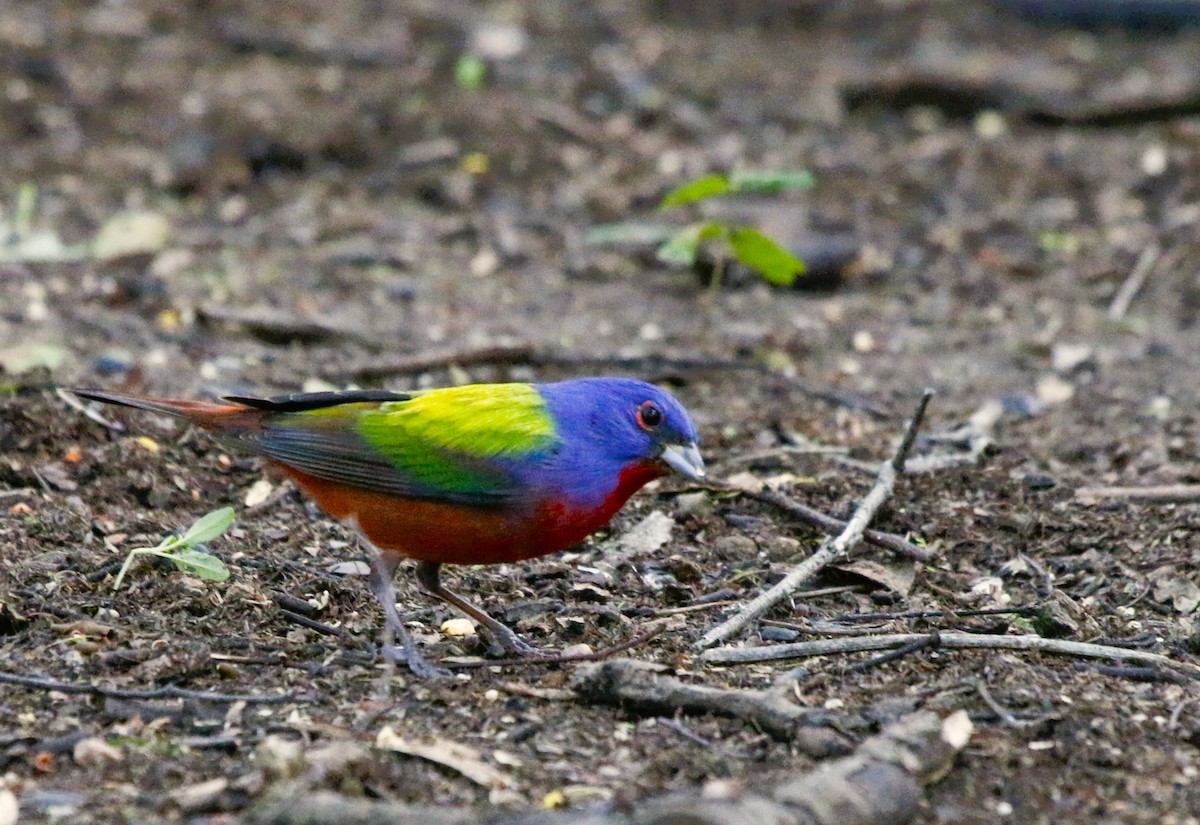 Painted Bunting - ML565346821