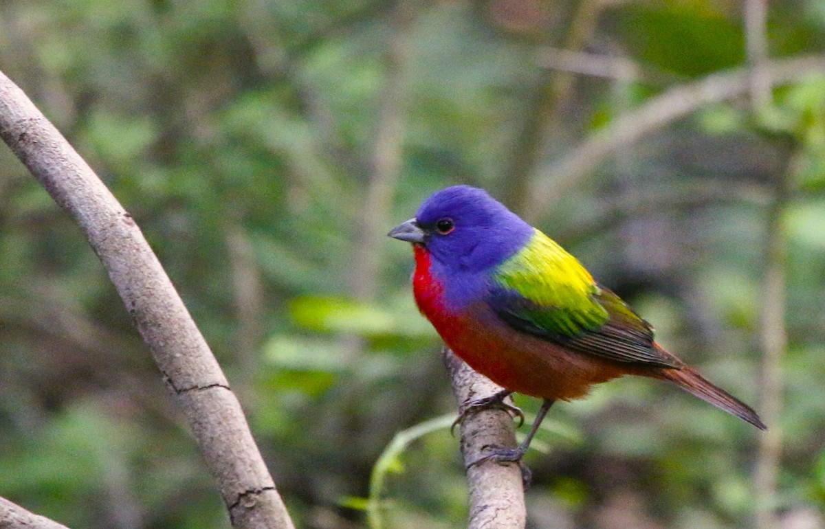 Painted Bunting - ML565346931