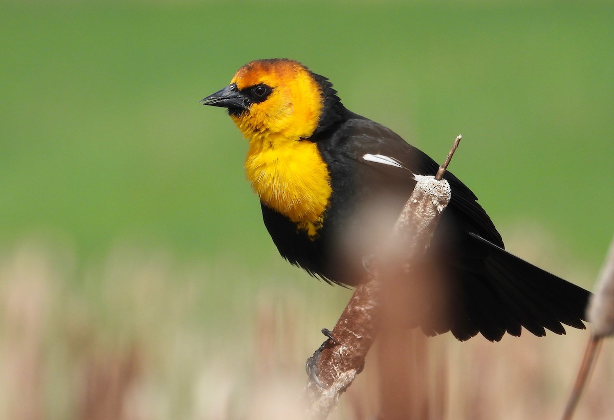 Yellow-headed Blackbird - ML565357141