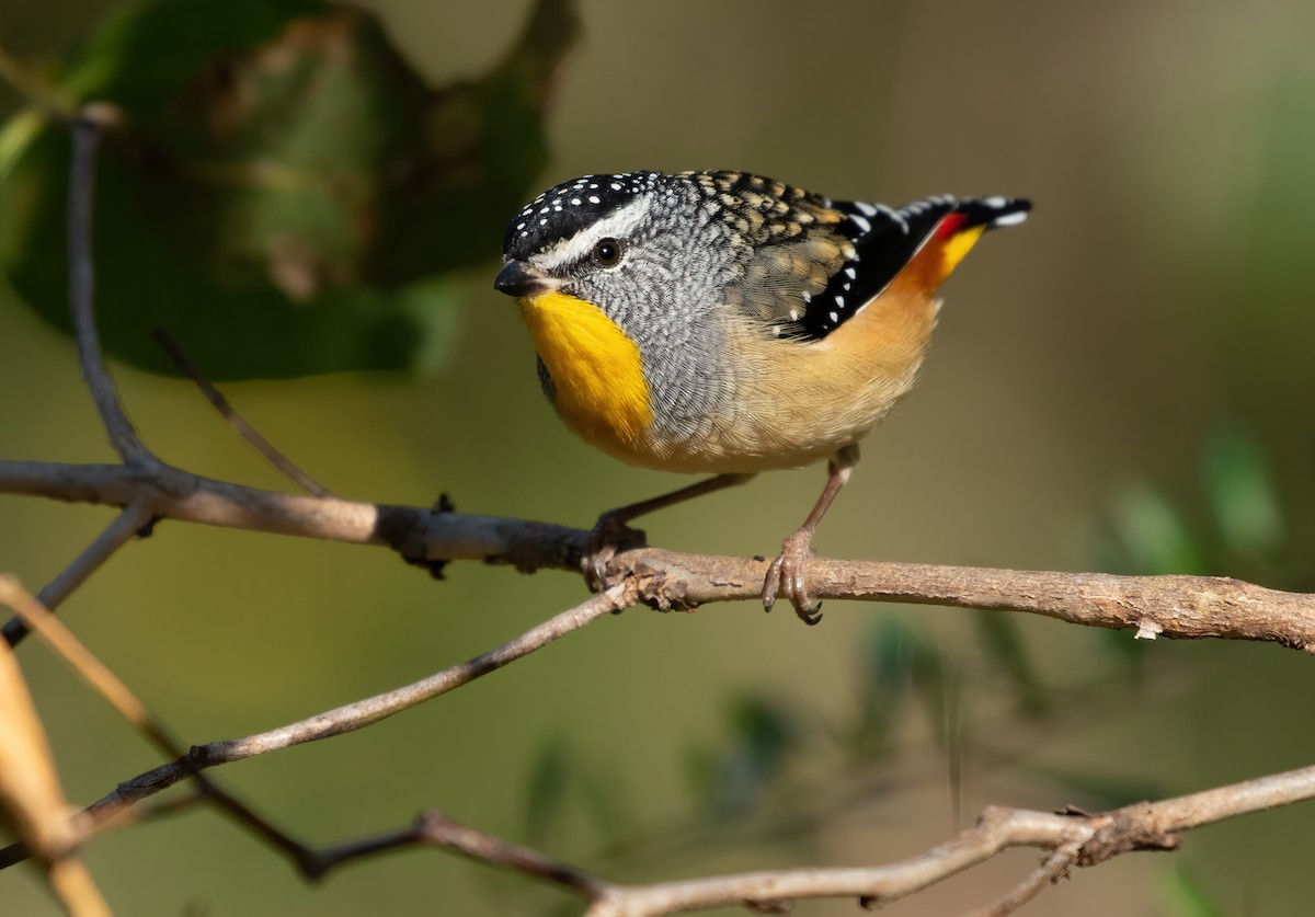 Spotted Pardalote - ML565357991