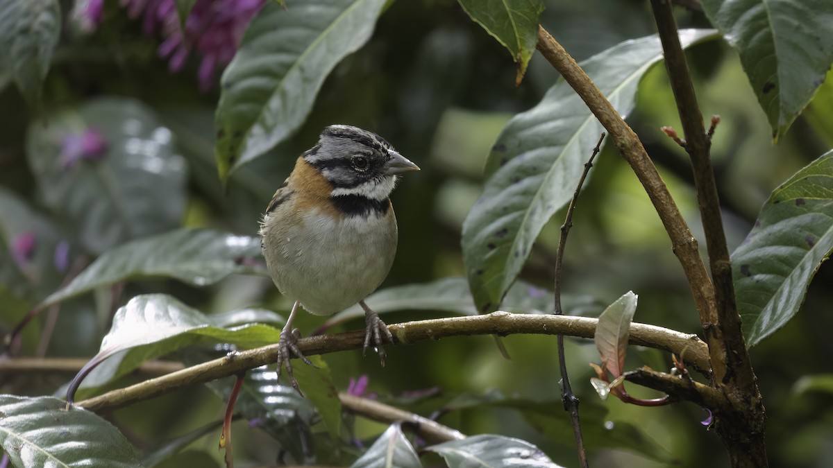 Rufous-collared Sparrow - Markus Craig