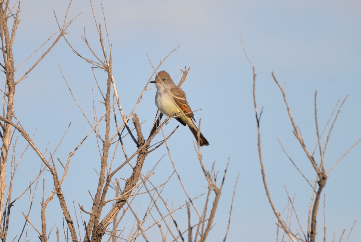 eBird Checklist - 30 Apr 2023 - I70--San Rafael Swell View Area - 3 species