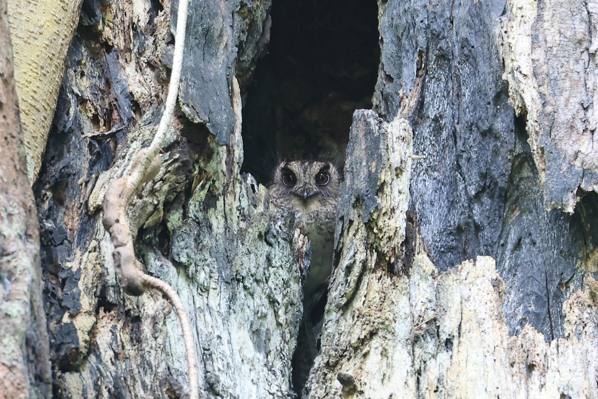 Vogelkop Owlet-nightjar - Mikael Käll