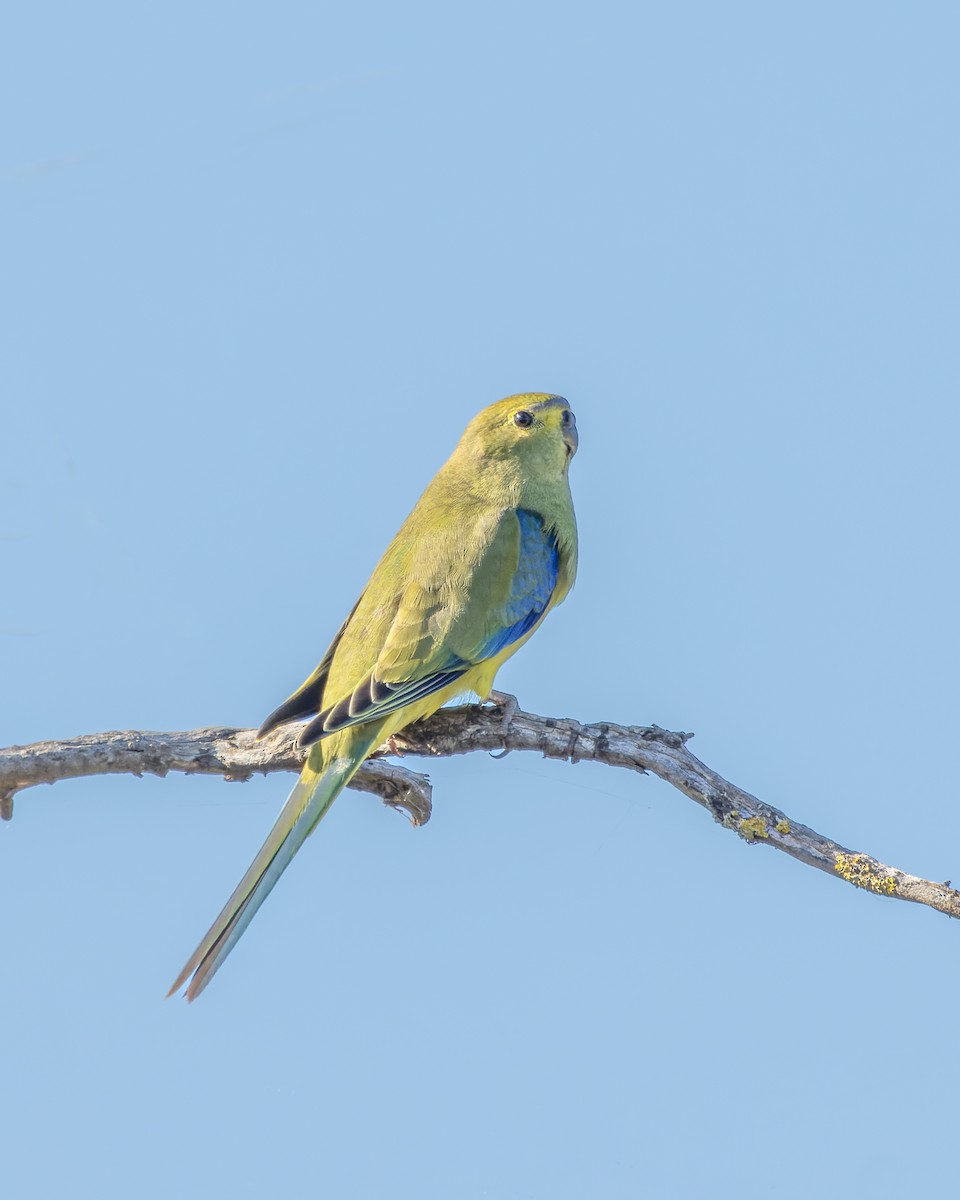 Blue-winged Parrot - ML565372951