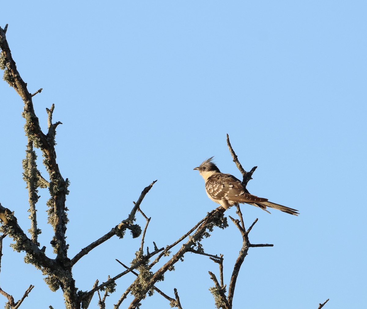 Great Spotted Cuckoo - ML565374431