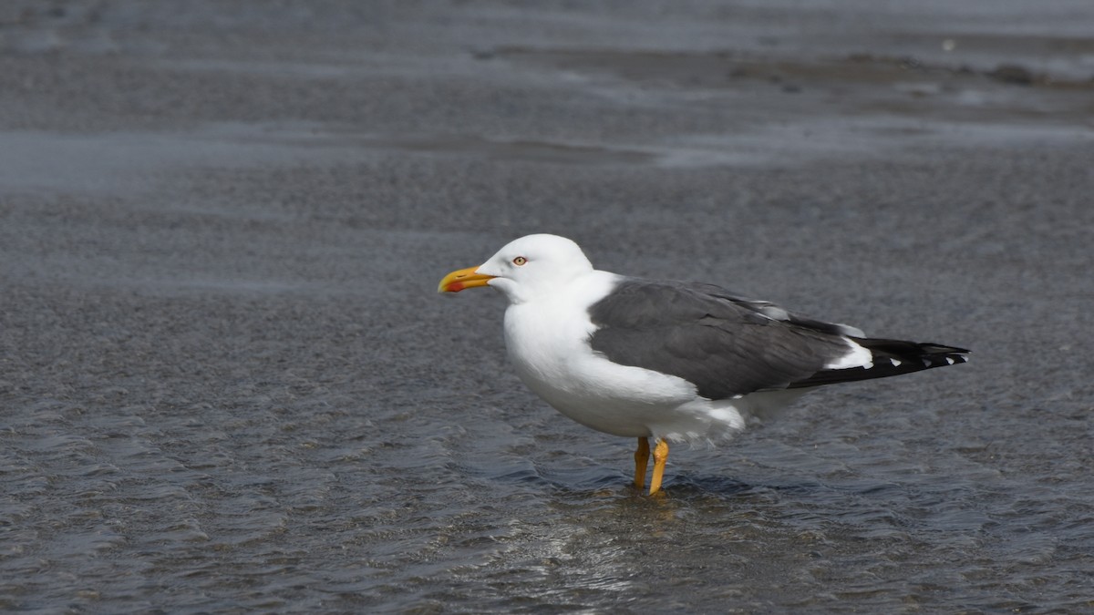 Lesser Black-backed Gull - Sundar Palanivelu