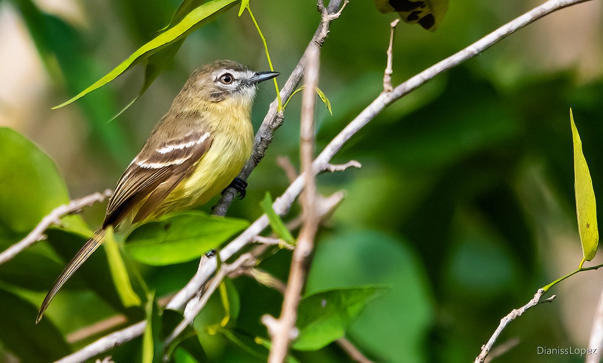 Pale-tipped Tyrannulet - ML565376191