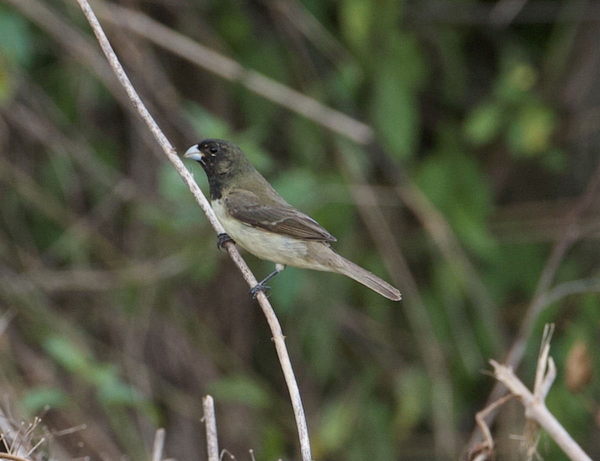 Yellow-bellied Seedeater - ML565378191