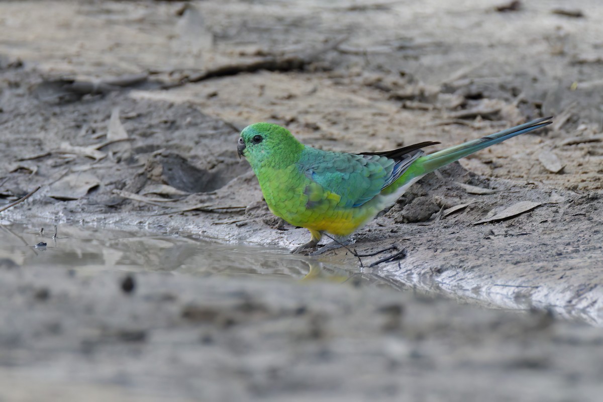 Red-rumped Parrot - ML565378611